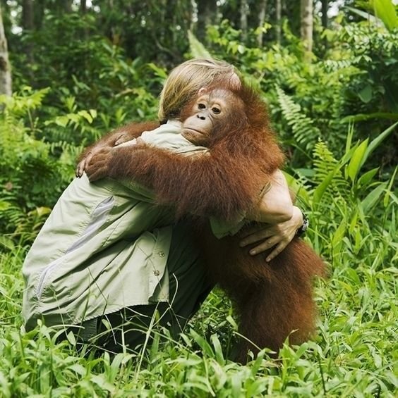 A person hugging an orangutan.